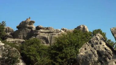 Kayalık ortamda vahşi dağ keçisinin görüntüsü. Iberian Ibex kayalıklarda dinleniyor. İspanyol Capra Pyrenaica Torcal Antequera 'da, Endülüs' teki Doğa Parkı.
