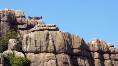 Kayalık ortamda vahşi dağ keçisinin görüntüsü. Iberian Ibex kayalıklarda dinleniyor. İspanyol Capra Pyrenaica Torcal Antequera 'da, Endülüs' teki Doğa Parkı.