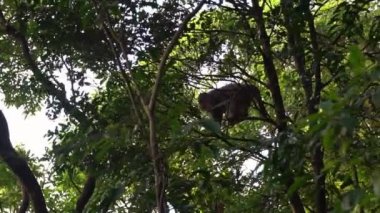 Tayvanlı maymunlar Taipei dağında bol bitki örtüsüyle çevrili ağaç dallarında zıplıyorlar. Bir grup Formosan kaya makası ağaçların arasında sallanıyor.