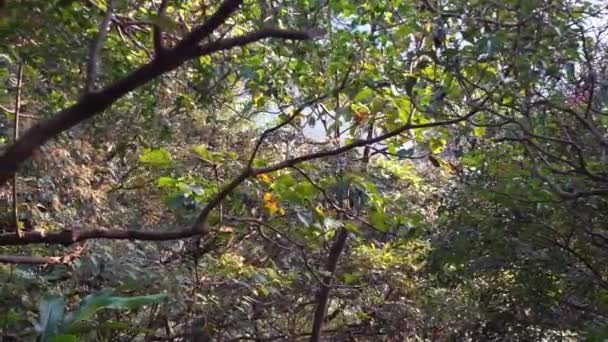 Macacos Taiwaneses Pulando Galhos Árvores Cercados Por Vegetação Abundante Montanha — Vídeo de Stock