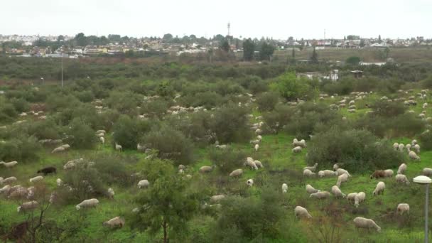Skupinové Stádo Pasoucích Bílých Ovcí Pastvinách Blízkosti Olivovníků Andalusii Španělsku — Stock video