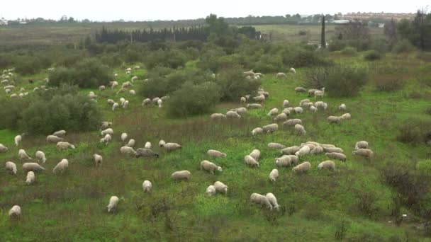 Troupeau Moutons Broutant Long Champ Près Des Oliviers Andalousie Espagne — Video