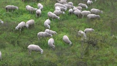 İspanya 'nın Endülüs kentindeki zeytin ağaçlarının yakınında otlayan koyun sürüsü. Grup halinde beyaz koyunlar yeşil tepedeki otlaklarda otluyor.