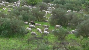 Endülüs, İspanya 'daki zeytin ağaçlarının yakınındaki otlaklarda otlayan grup sürüsü. İspanyol kuzusu tarlada otluyor..