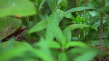 Sebze yaprağı ile gölet kenarında yetişkin kurbağa dinlenme closeup. Asya Taipei Hyla chinensis yeşil yaprakları arasında gizlidir. Tayvan Çin ağaç Toad.