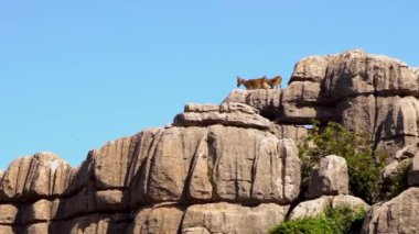 Vahşi dağ keçisinin kayalık çevredeki yavaş görüntüsü. Iberian Ibex kayalıklarda dinleniyor. İspanyol Capra Pyrenaica Torcal Antequera 'da, Endülüs' teki Doğa Parkı.
