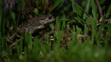 Yetişkin kurbağaların yaklaşması Tayvan 'ın dağ ormanlarındaki çimlerin üzerinde dinleniyor. Asya ülkesinin tropikal yağmur ormanlarında kurbağa..