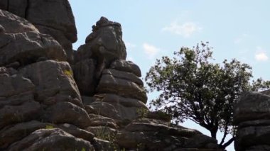 Vahşi dağ keçisinin kayalık çevredeki yavaş görüntüsü. Iberian Ibex kayalıklarda dinleniyor. İspanyol Capra Pyrenaica Torcal Antequera 'da, Endülüs' teki Doğa Parkı.