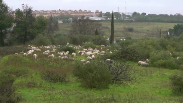 Skupinové Stádo Pasoucích Bílých Ovcí Pastvinách Blízkosti Olivovníků Andalusii Španělsku — Stock video