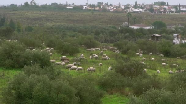 Rebanho Ovelhas Pastando Longo Campo Perto Oliveiras Andaluzia Espanha Grupo — Vídeo de Stock