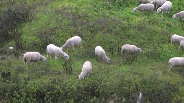 Troupeau Troupeaux Broutant Des Moutons Blancs Dans Les Pâturages Près — Video