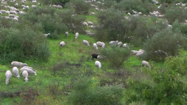 スペインのアンダルシアのオリーブの木の近くの牧草地でグループ群れ放牧白い羊 スペインの子羊が畑で草を放牧 — ストック動画