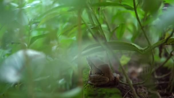 Closeup Adult Frog Rest Edge Pond Vegetable Leaf Asian Taipei — Stock Video