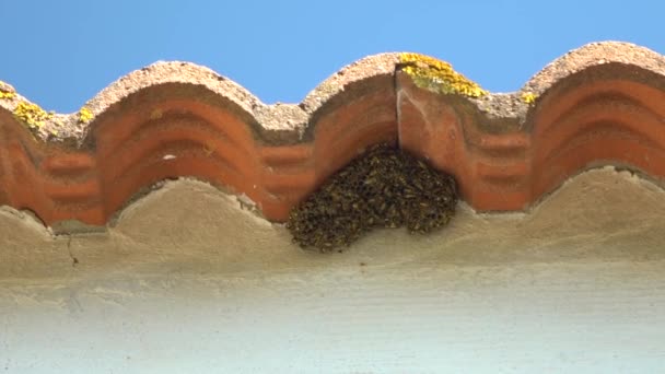Wasp Nid Sous Les Tuiles Une Maison Groupe Guêpes Papier — Video