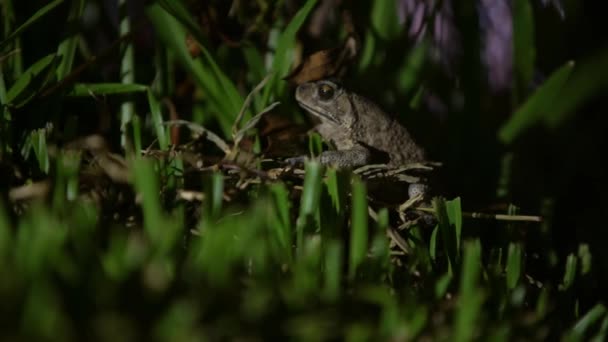 Großaufnahme Eines Erwachsenen Frosches Der Gras Bergwald Taiwans Ruht Kröte — Stockvideo