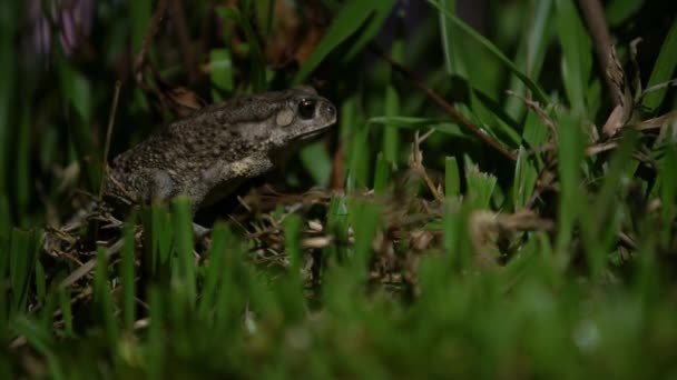 Yetişkin Kurbağaların Yaklaşması Tayvan Dağ Ormanlarındaki Çimlerin Üzerinde Dinleniyor Asya — Stok video