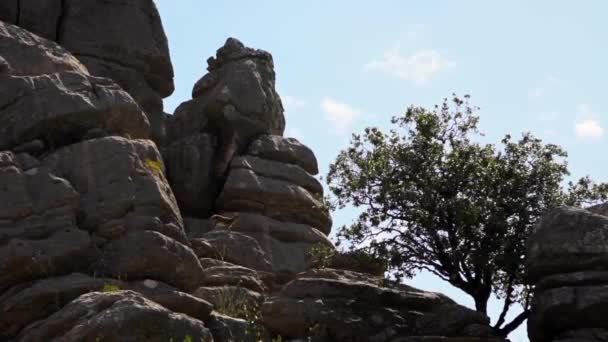 Langsom Udsigt Vilde Bjergged Klippefyldte Miljø Iberiske Ibex Hviler Klipperne – Stock-video
