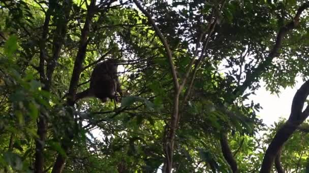 Movimiento Lento Monos Taiwaneses Saltando Sobre Ramas Árboles Rodeados Abundante — Vídeos de Stock