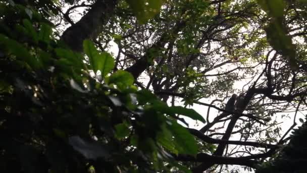 Powolny Ruch Tajwańskich Małp Odraczających Się Nawzajem Siedzących Gałęziach Drzew — Wideo stockowe