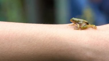 Yavaş hareket eden kadın elinde küçük bir orman kurbağası tutuyor. İnsanlar Tayvan 'daki küçük vahşi sürüngen hayvanlarla etkileşim halindeler. Hyla Chinensis iribaşının minik bebeği. Çevre kavramının bakımı.