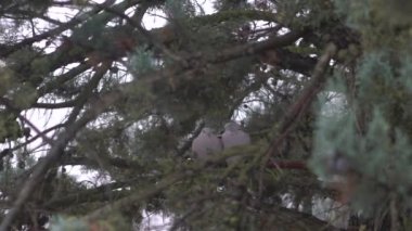 Yavaş hareket eden ahşap güvercinler kışın yağmurlu bir gününde çam dalında oturuyorlar. Parktaki bir ağacın dallarıyla çevrili gri kumru. Kumru kaplumbağa. Dallardaki aşk kuşları.