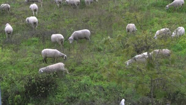 スペインのアンダルシアのオリーブの木の近くの牧草地でグループの群れ放牧白い羊のスローモーション スペインの子羊が畑で草を放牧 — ストック動画