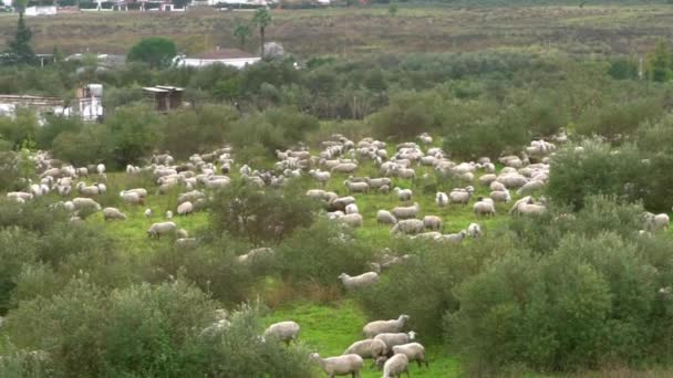 Långsam Förflyttning Grupp Betande Vita Får Betesmarkerna Nära Olivträd Andalusien — Stockvideo