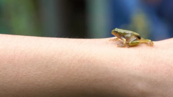 Slowmotion Woman Holding Small Forest Frog Toad Close People Interacting — Stock Video