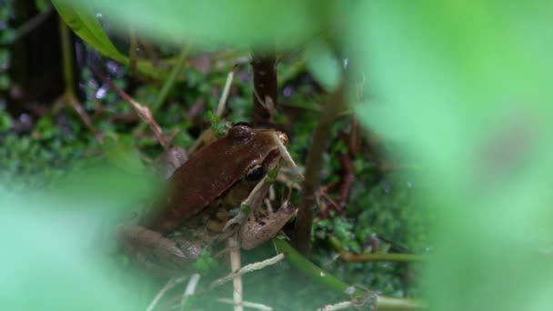 野菜の葉で池の端に大人のカエルの休息の遅い動き アジア台北ヒラ チネンシス緑の葉の間に隠れています 台湾の中国の木の塔 — ストック動画