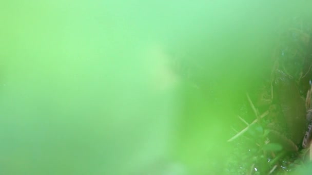 Yetişkin Kurbağaların Yavaş Çekimleri Gölün Kenarında Sebze Yaprağıyla Dinleniyor Asyalı — Stok video
