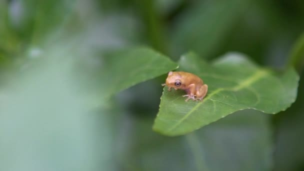 Langzame Beweging Van Kleine Baby Kikker Rusten Plantaardige Bladeren Aziatische — Stockvideo