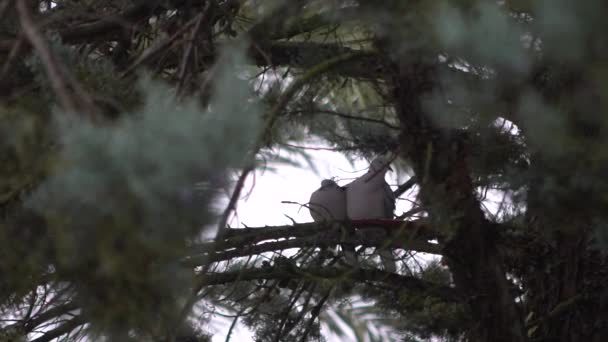 Zeitlupe Sitzen Einem Regnerischen Wintertag Reizende Waldtauben Auf Kiefernzweigen Graue — Stockvideo