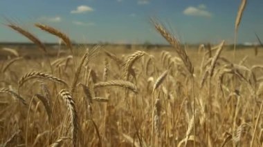 Altın buğday kırpma güzel görünümü Ispanya 'da peyzaj, kırsal kırsal uçtum. Çiftlikte buğday kulağı