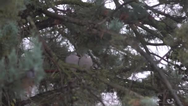 Einem Regnerischen Wintertag Sitzt Ein Paar Reizende Waldtauben Auf Einem — Stockvideo