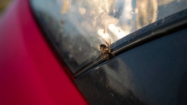 Arabanın tamponunda arı var. Toz ve böceklerle kaplı arabanın farları üzerine düştü. Yoldaki bir yolculuktan sonra bir aracın kirli kaputu.