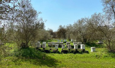 Baharda çayırda arı kovanları. Apiculture ve bal üretimi. İniş tahtalarına uçan arılarla arı kovanında. Arıcılık ve tatlı sağlıklı ve organik gıda konsepti.