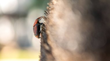 Hurma ağaçlarının gövdelerinde bir buğday biti. Paslı kırmızı bir böcek, Rhynchophorus ferrugineus olarak bilinen bir burun böceği türüdür. Palmiye tarlalarında haşere