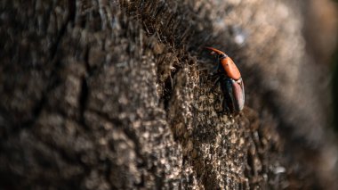 Hurma ağaçlarının gövdelerinde bir buğday biti. Kırmızı böcekler, palmiye ağaçları, hurma ağaçları, palmiyeler ve yağlı palmiyeler gibi palmiyelerde yetişen başlıca böceklerdir.