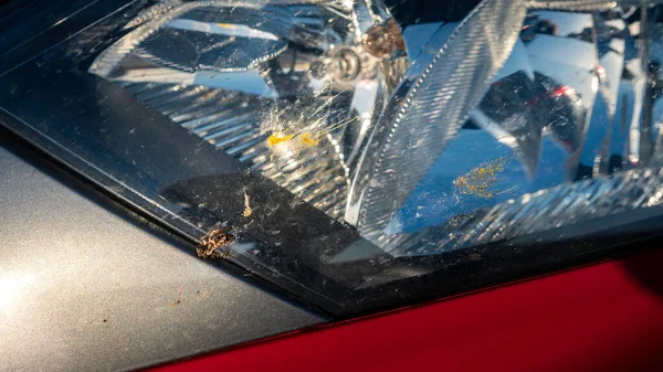 Bee on the bumper of the car. Headlight of car with dust and insects crashed about him. Dirty hood of a vehicle after a trip on the road.