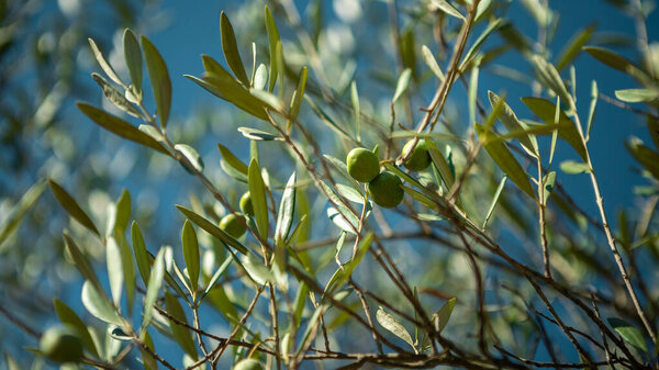 Сбор свежих оливок в поле для производства оливкового масла в Андалусии к югу от Испании. Традиционная плантация оливкового дерева с голубым небом.