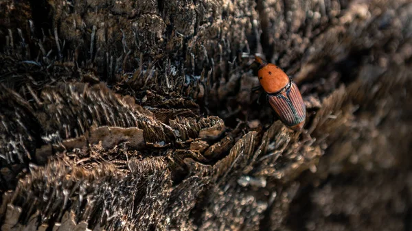 Gorgojo Palma Los Troncos Las Palmeras Rhynchophorus Ferrugineus Una Especie —  Fotos de Stock