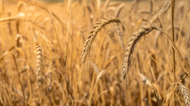 Güneşli bir günde tarımsal bir tarlada sarı buğday kulakları. Tarım arpası kavramı. Altın buğdayının güzel manzarası İspanya 'nın kırsal bölgelerinde uçtu..