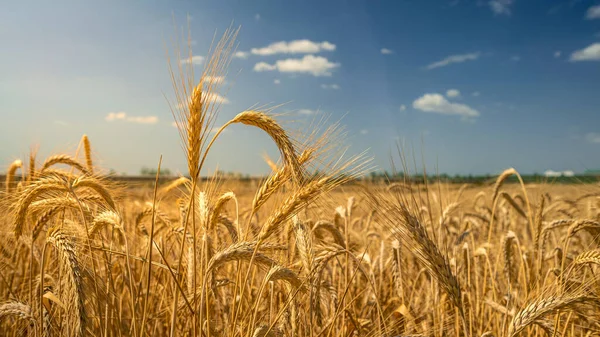 Žluté Pšeničné Uši Zemědělské Polní Farmě Slunečného Dne Koncept Zemědělského — Stock fotografie