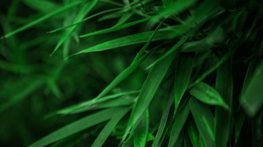 Asya bambu ormanlarına yakın, doğal arka plan. Desen için taze yeşil bambu ağaçlarının yatay dizaynı. Ebedi yeşil çiçekli bitkiler