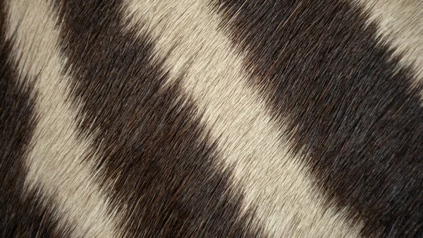 動物毛アフリカゼブラ革の質感の背景 要旨天然白と黒の縞模様の肌 — ストック写真