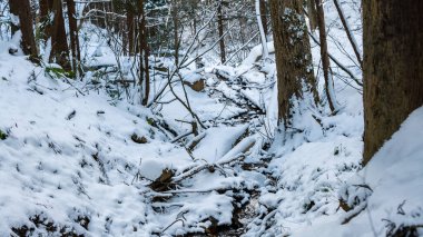 Karlar içinde donmuş ağaçlarla kaplı panoramik bir manzara. Büyülü kış ormanı. Japonya 'nın Nagano bölgesindeki Jigokudani' de güzel doğal manzara, ünlü manzara.