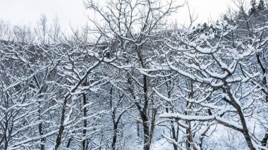 Güzel kış manzarasında, soğuk bir günde karla kaplı ağaçlar. Japonya 'nın Nagano bölgesindeki Jigokudani' de kışın görülen manzarası, Japonya 'nın en ünlü manzarasıdır..