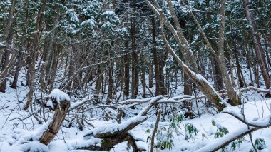 Karlar içinde donmuş ağaçlarla kaplı panoramik bir manzara. Büyülü kış ormanı. Japonya 'nın Nagano bölgesindeki Jigokudani' de güzel doğal manzara, ünlü manzara.