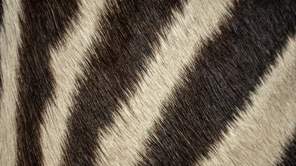 動物毛アフリカゼブラ革の質感の背景 要旨天然白と黒の縞模様の肌 — ストック写真