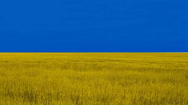 Colores Bandera Ucraniana Campo Trigo Amarillo Con Cielo Azul Símbolo — Foto de Stock
